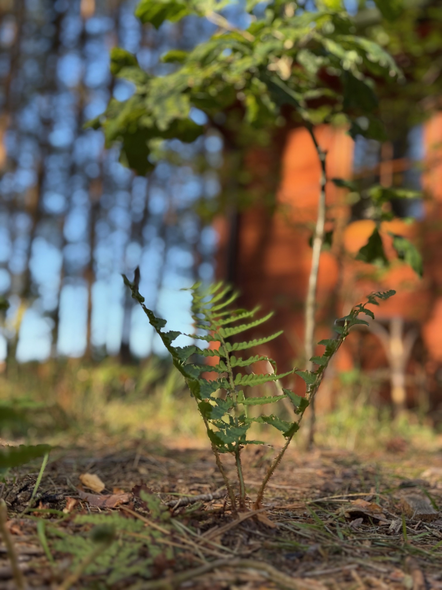 Forest 2