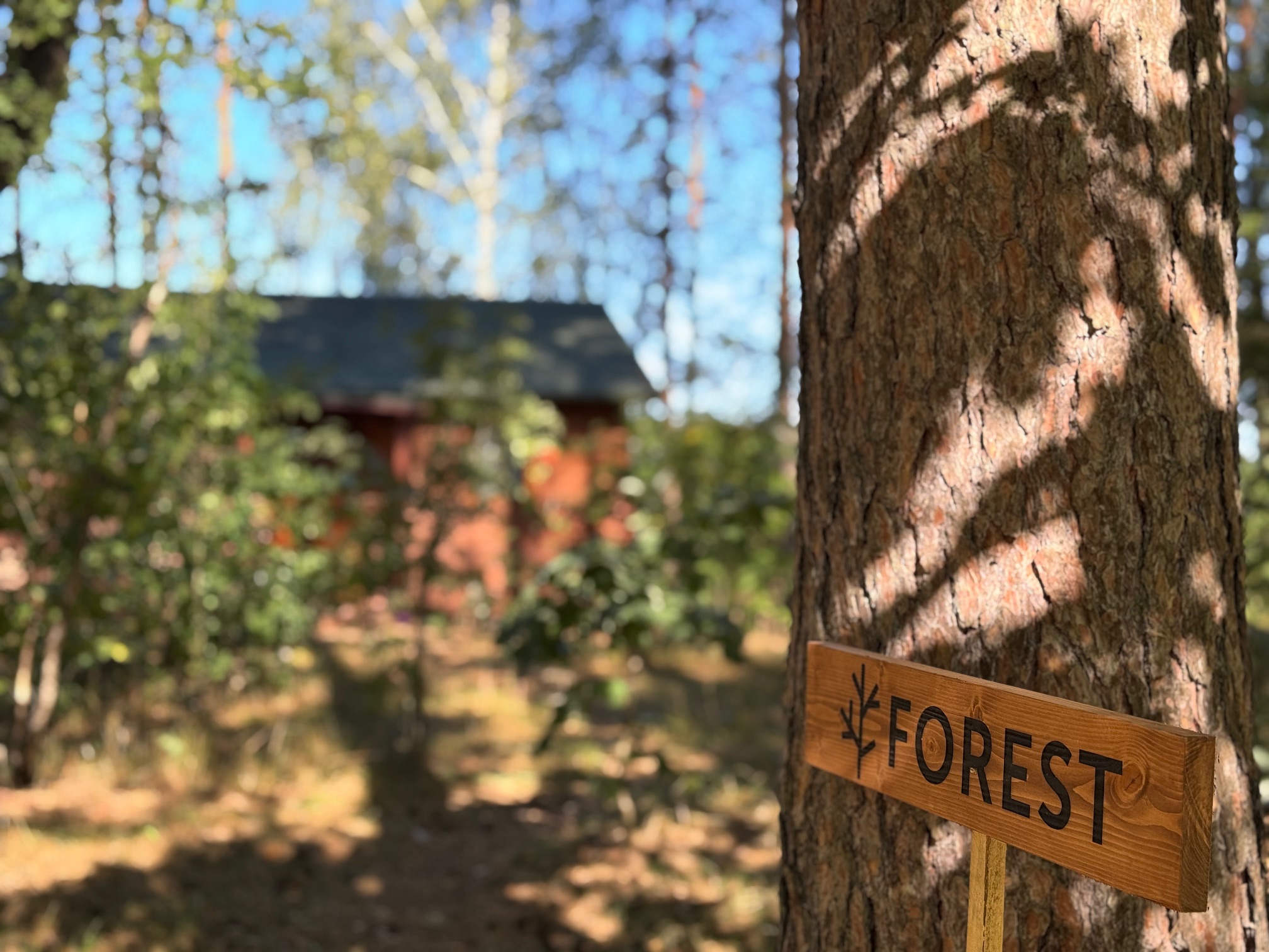 Forest 24