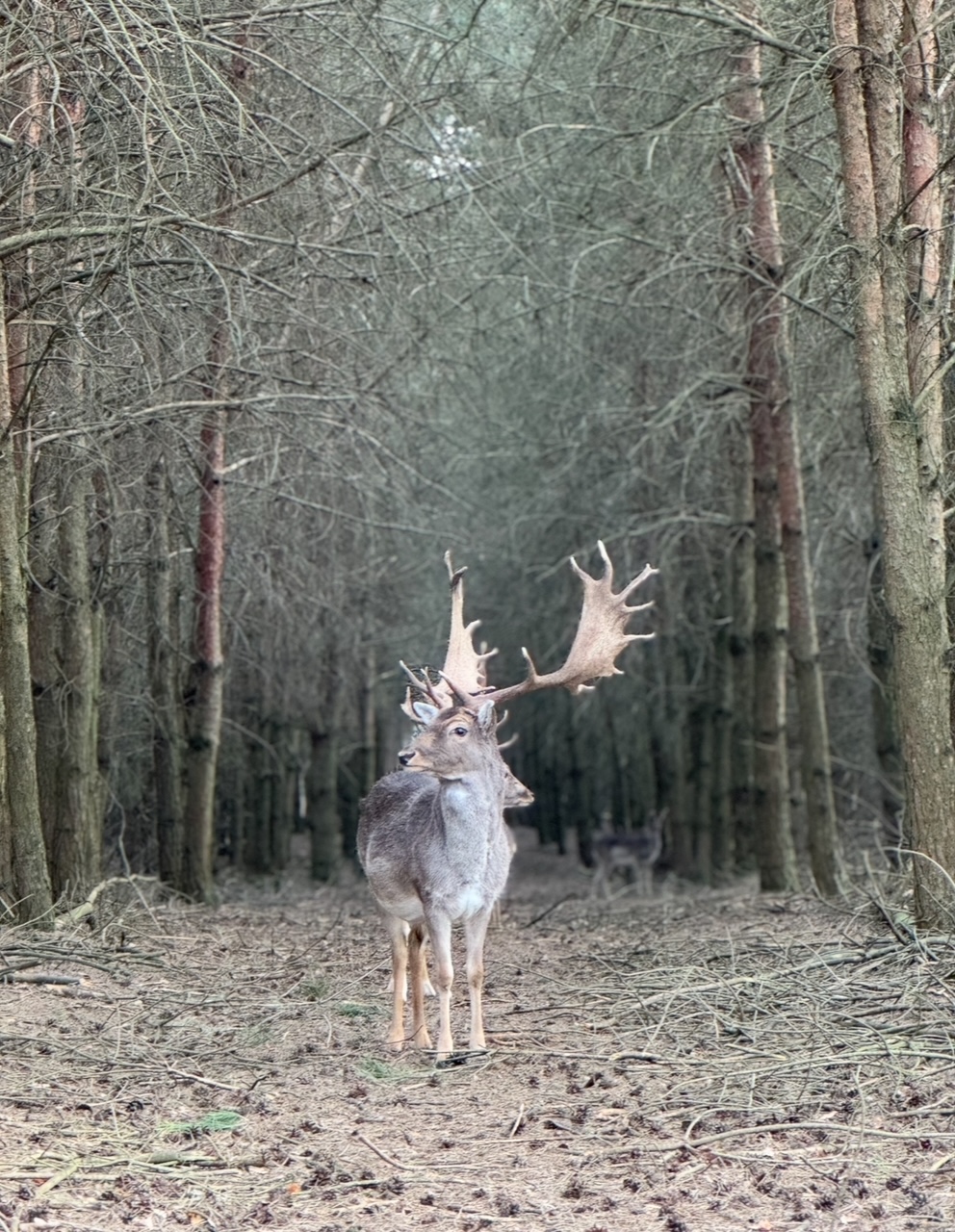 Forest 27