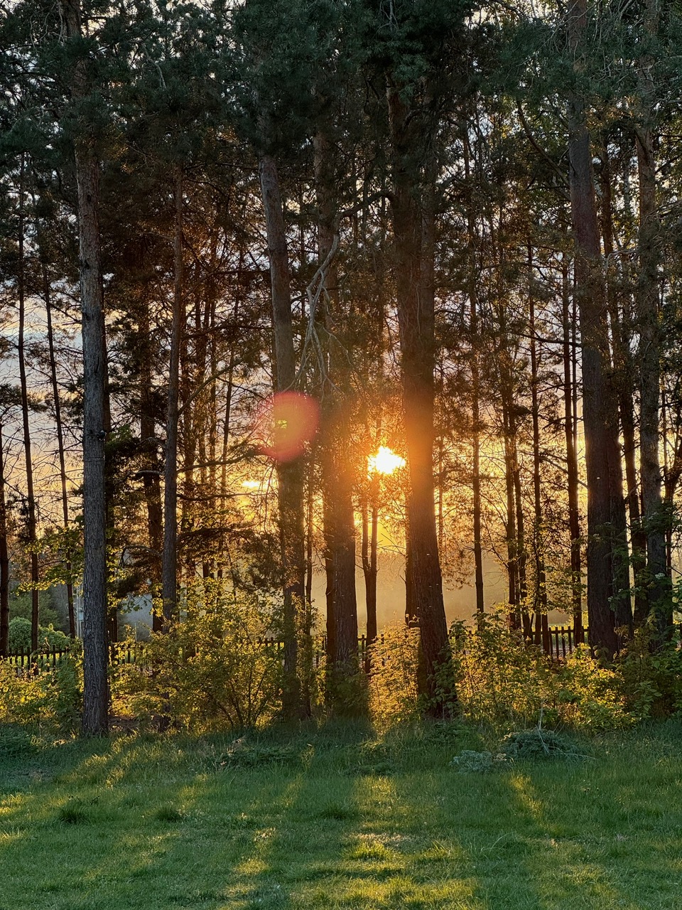 Forest 3