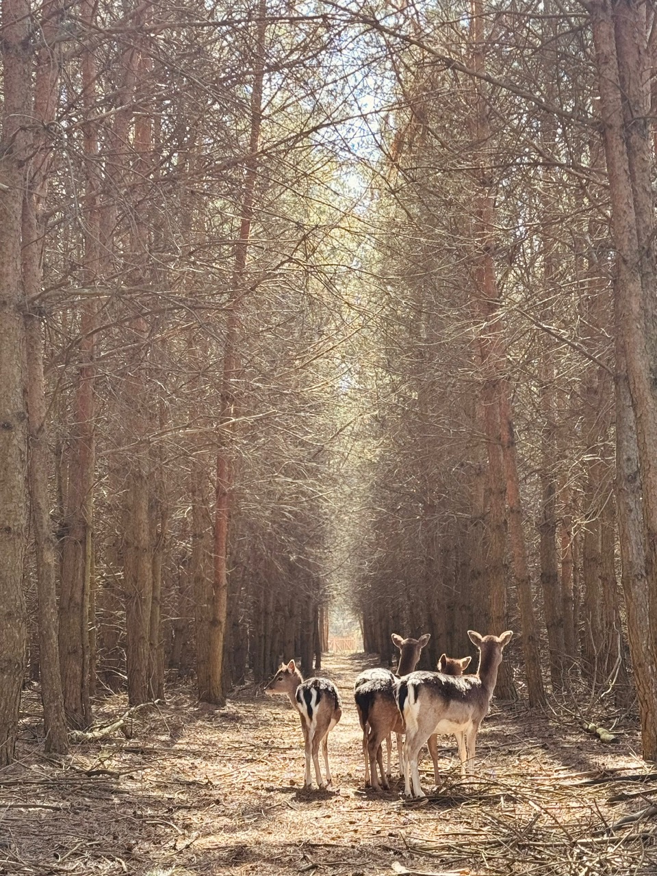 Forest 31