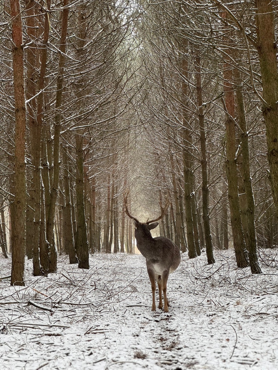 Forest 6