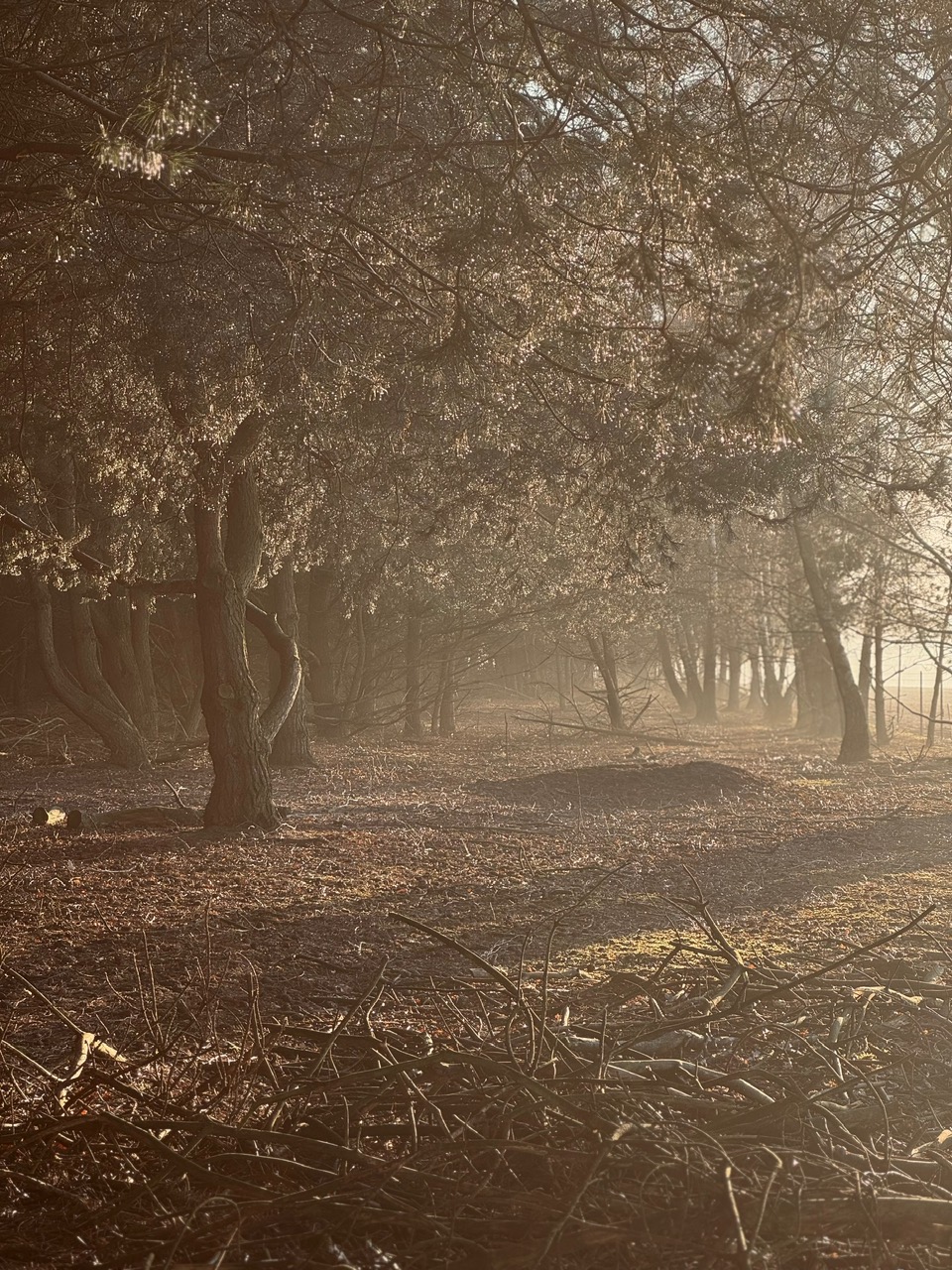 Forest 7