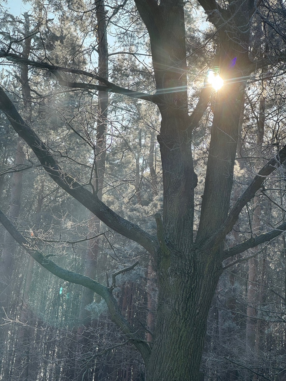 Forest 8