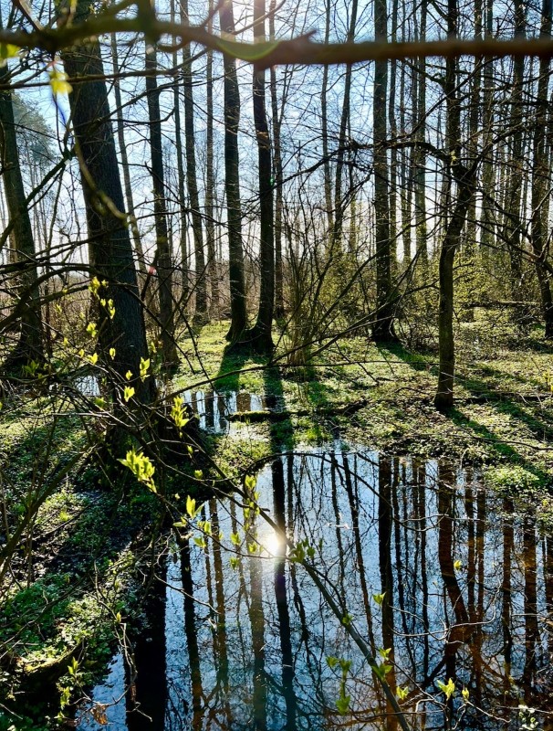 Wnętrze Forest Spa